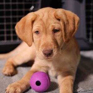 Alternative view of Chew King Dog Fetch Balls for All Breed Sizes