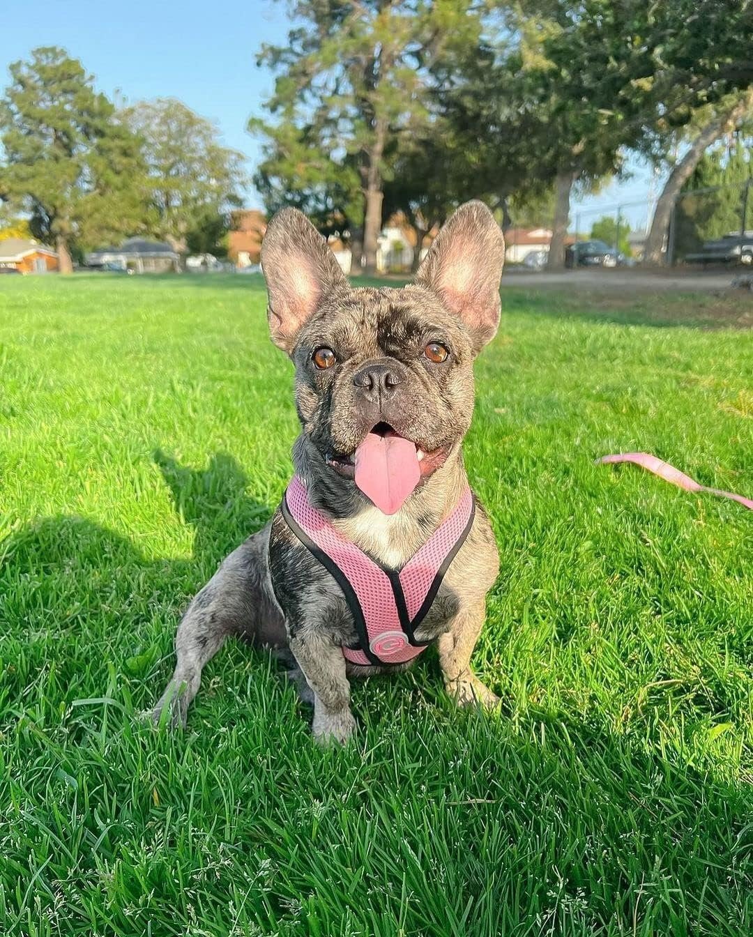 Gooby Comfort X Head in Harness - Pink, Small Harness Patented Choke-Free X Frame - Perfect on The Go Harness for Medium Dogs No Pull or Small Dogs for Indoor and Outdoor Use - Image 6