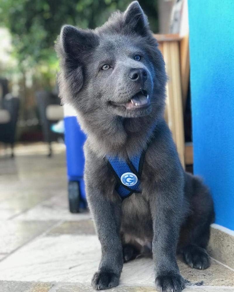 Gooby Comfort X Step in Harness - Red, X-Large - No Pull Small Dog Harness Patented Choke-Free X Frame - Perfect on The Go Dog Harness for Medium Dogs No Pull or Small Dogs for Indoor and Outdoor Use - Image 7