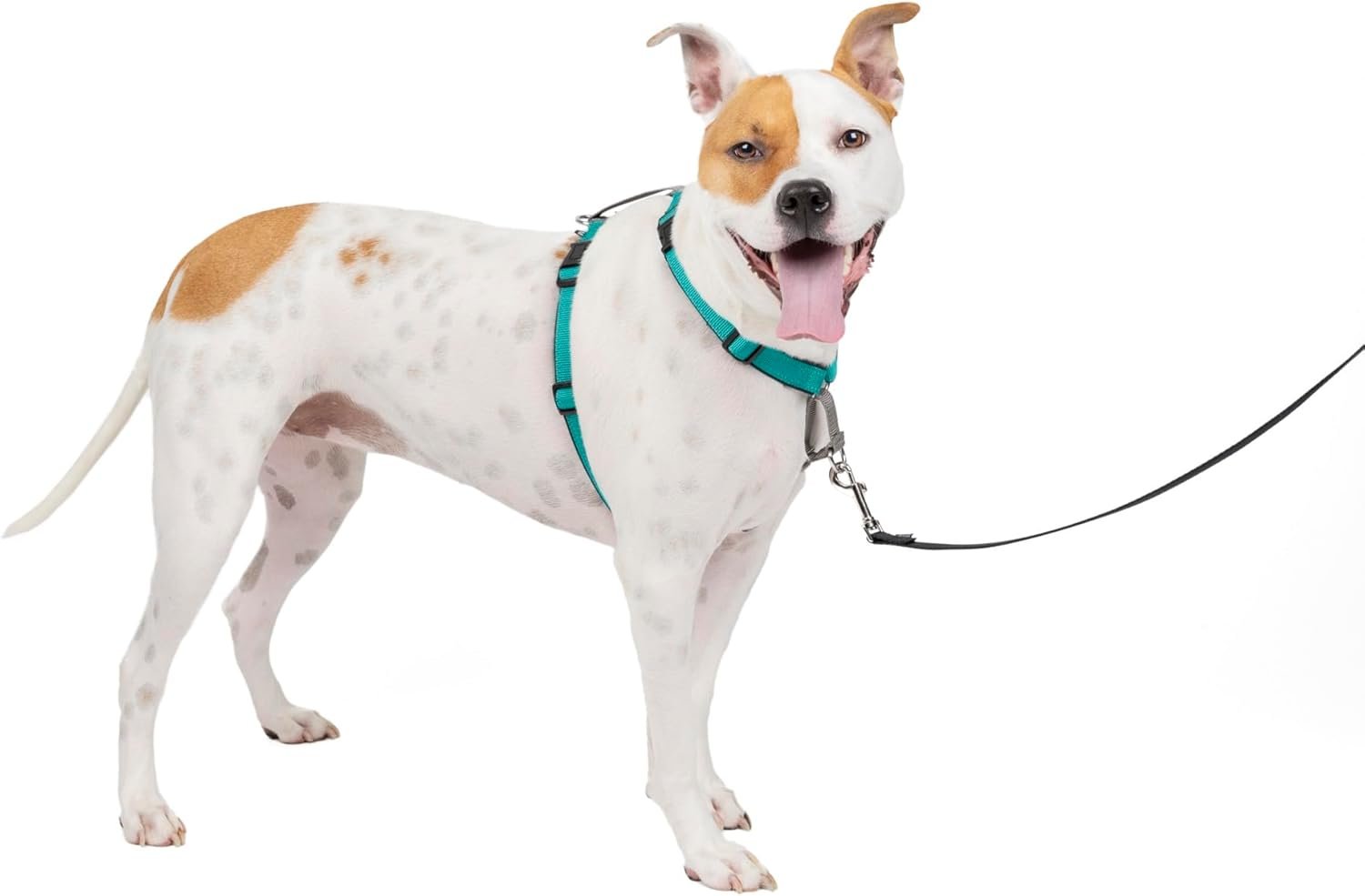 PetSafe 3-in-1 Harness - Comfortable Easy-Walk Dog Chest Harness with Front Leash Attachment to Reduce Pulling, Choking & Gagging - Dog Obedience Gear - Medium - Teal