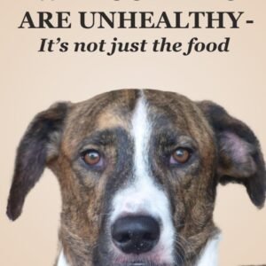 Dog & Cat Health 101: Why Our Pets Are Unhealthy (It's Not Just the Food...)