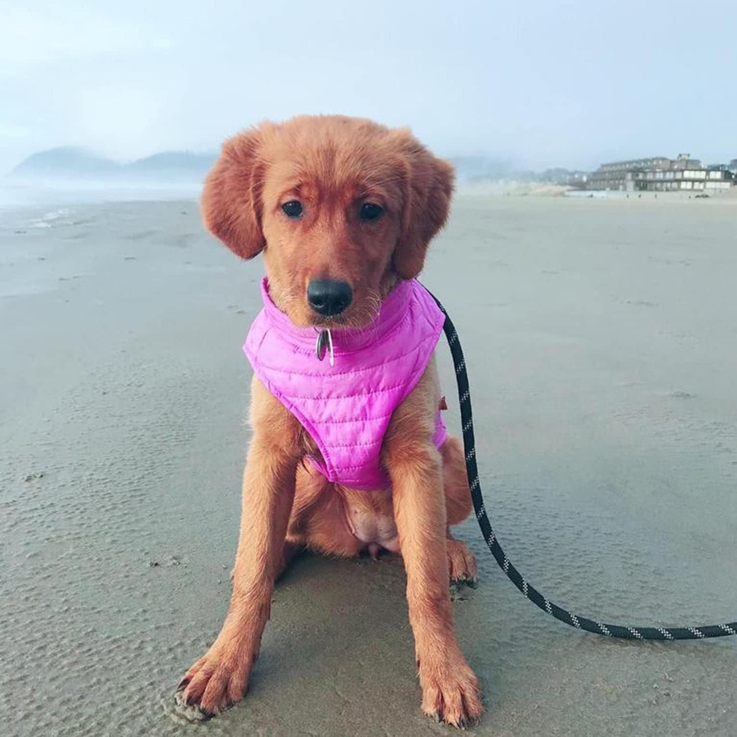 Gooby Puffer Vest Dog Jacket - Purple, Large - Ultra Thin Zip Up Wind Breaker with Dual D Ring Leash - Water Resistant Small Dog Sweater Coat - Dog Clothes for Small Dogs Boy or Medium Dogs, (20.75") - Image 4