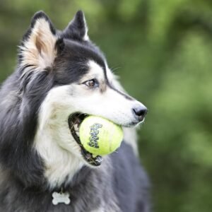 Alternative view of KONG - Squeakair Balls (6 Pack) - Dog Toy Premium Squeak Tennis Balls, Gentle on Teeth - for Medium Dogs