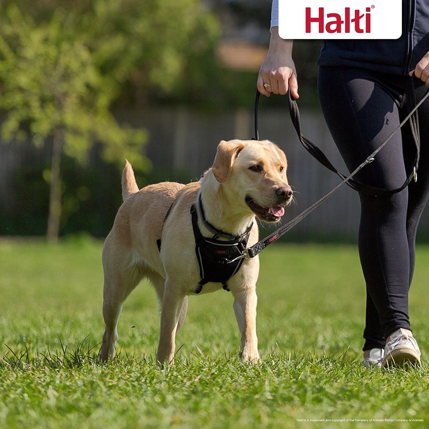 HALTI No Pull Harness Size Medium & HALTI Training Leash Size Large, Black Combination Pack - Stop Your Dog Pulling on The Leash. Adjustable, Lightweight and Easy to Use. Suitable for Medium Dogs - Image 5