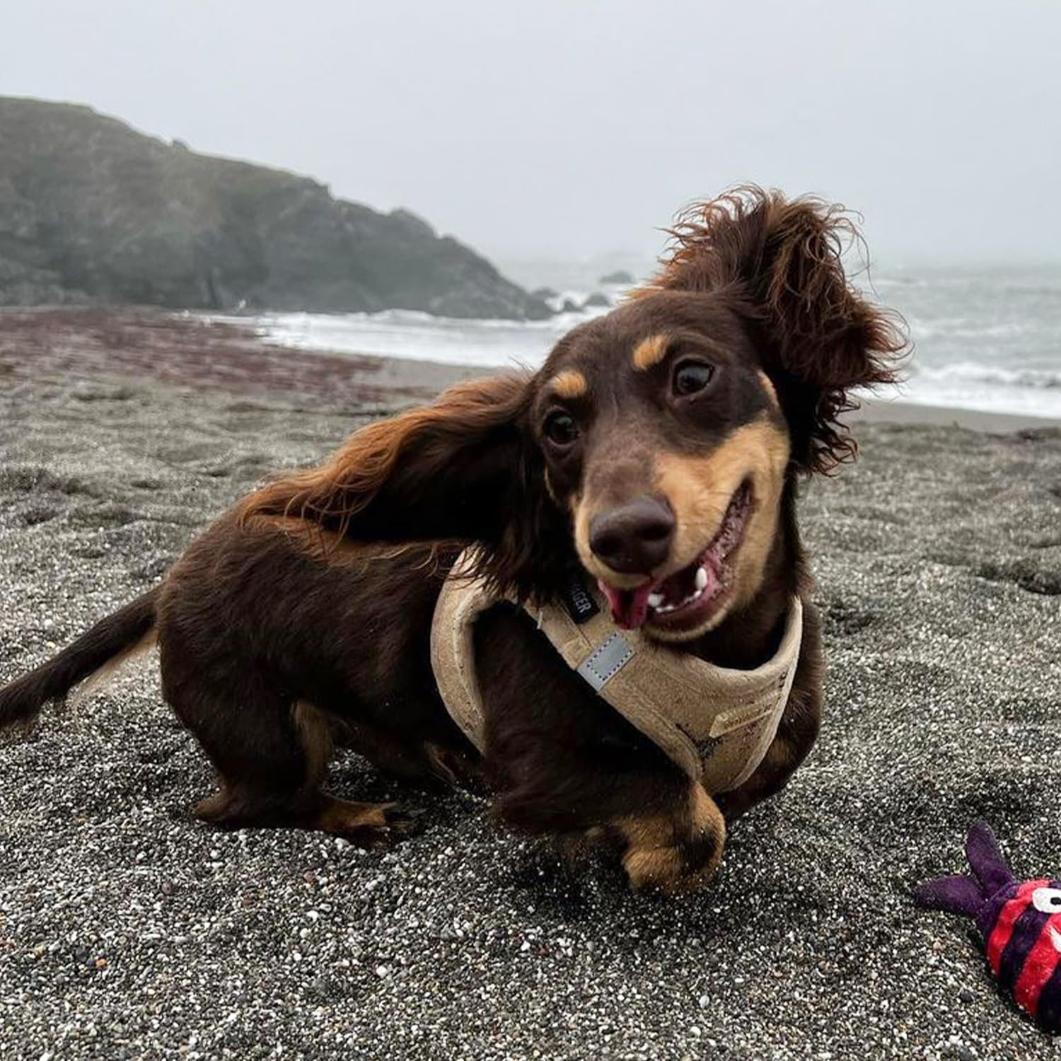 Voyager Step-In Plush Dog Harness – Soft Plush, Step In Vest Harness for Small and Medium Dogs by Best Pet Supplies - Harness (Latte Suede), S (Chest: 14.5 - 16") - Image 7