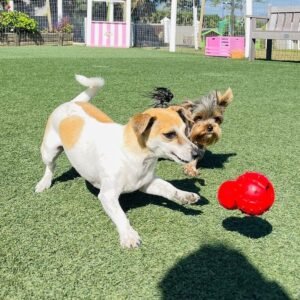 Alternative view of Nylabone Treatin' Cone Strong Stuffable Chew Toy for Dogs, Natural Rubber Fillable Treat Toy, Treat Dispensing Dog Toy, Bacon Flavor, Medium Dogs- Up to 35 lbs, 1 Count