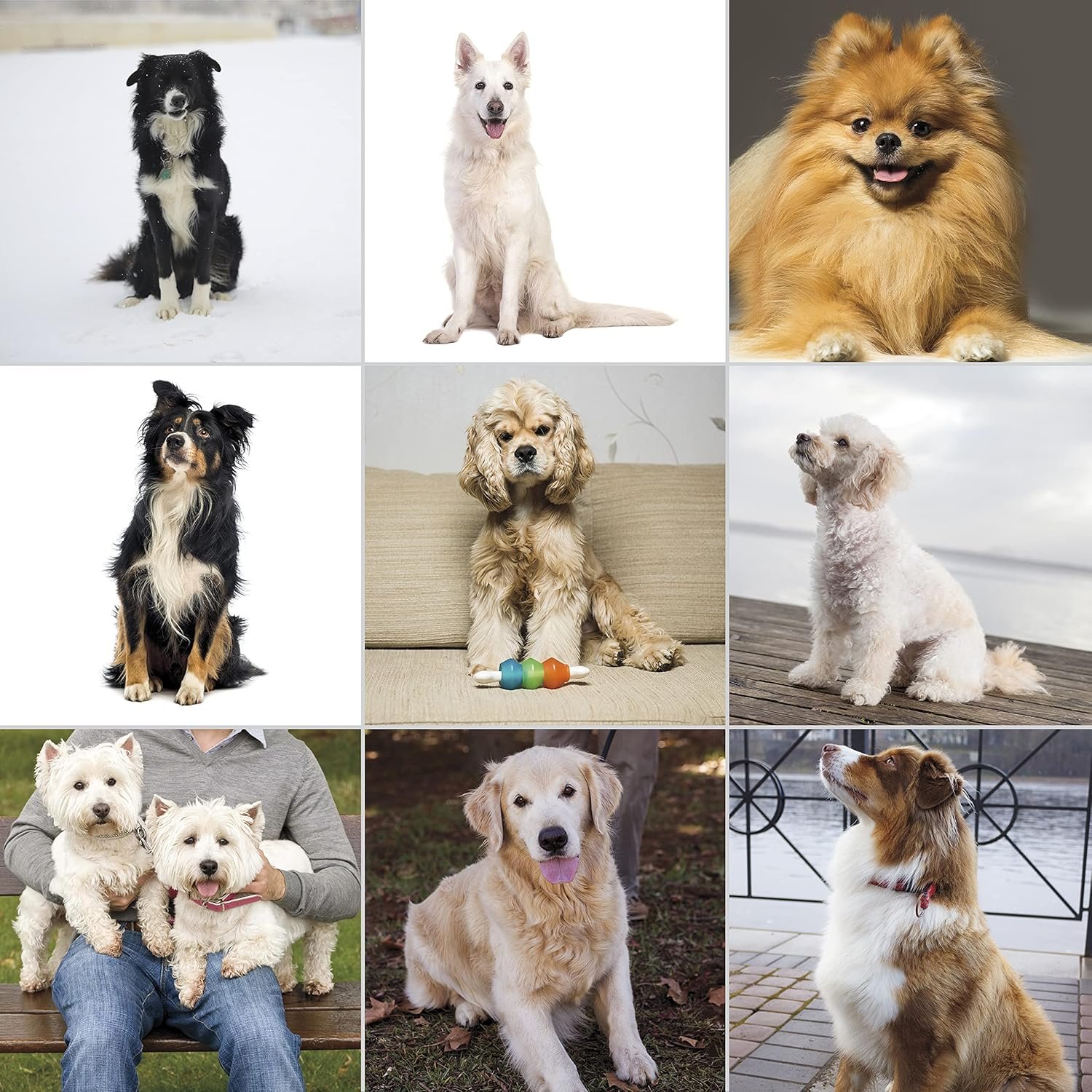 Wahl USA Pet-Pro Corded Clipper & Battery Trimmer Pet Grooming Combo Kit for Dogs with Light to Thick Coats, The Brand Used by Professionals - Model 9284 - Image 6