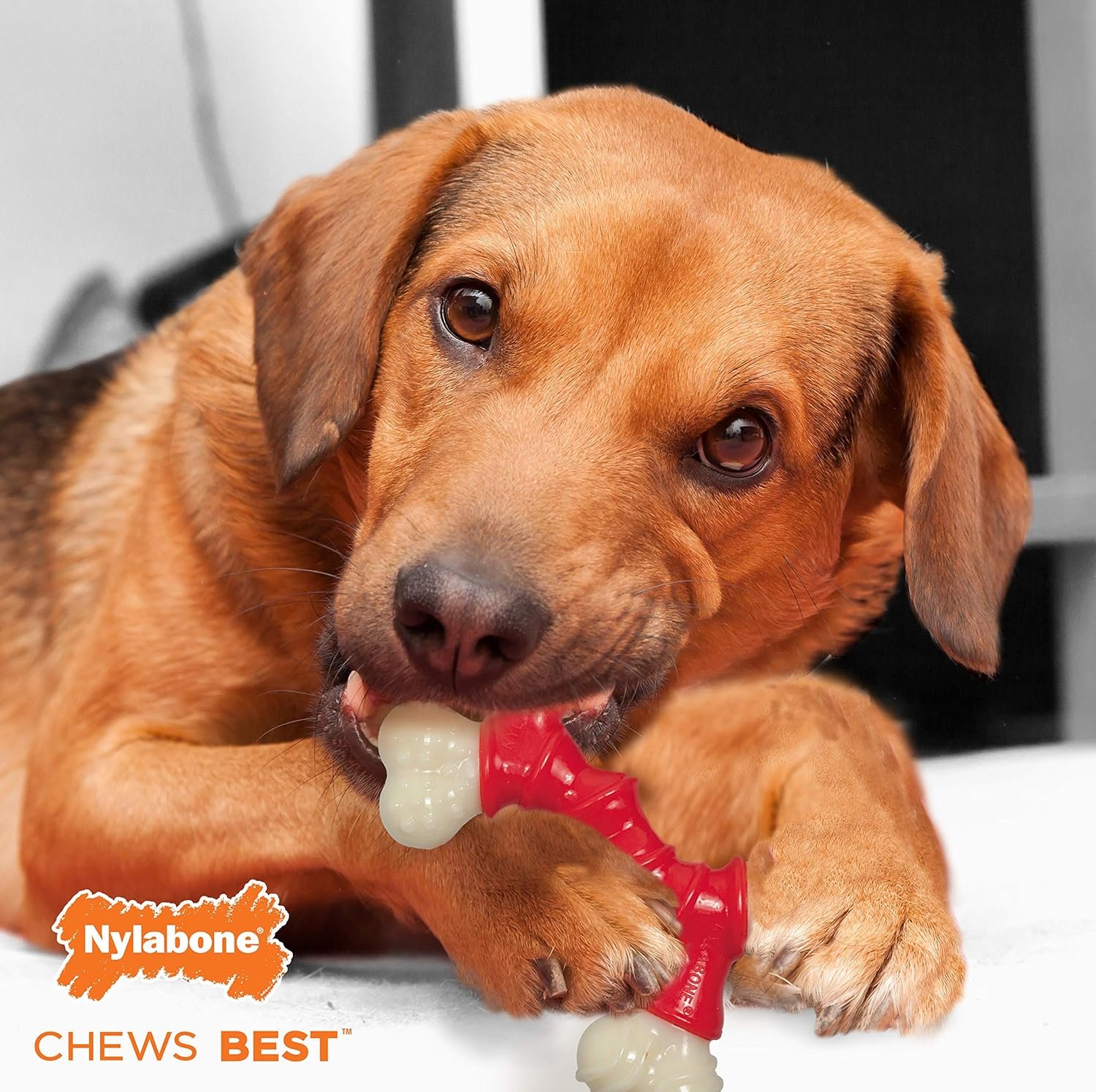 Nylabone Double Bone Power Chew Toy for Dogs, Dog Toys for Aggressive Chewers, Bacon Flavor, X-Small - Up to 15 lbs, 1 Count - Image 11