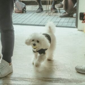 Dog Apparel & Accessories