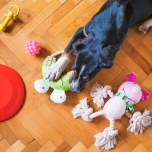 Dog Toys