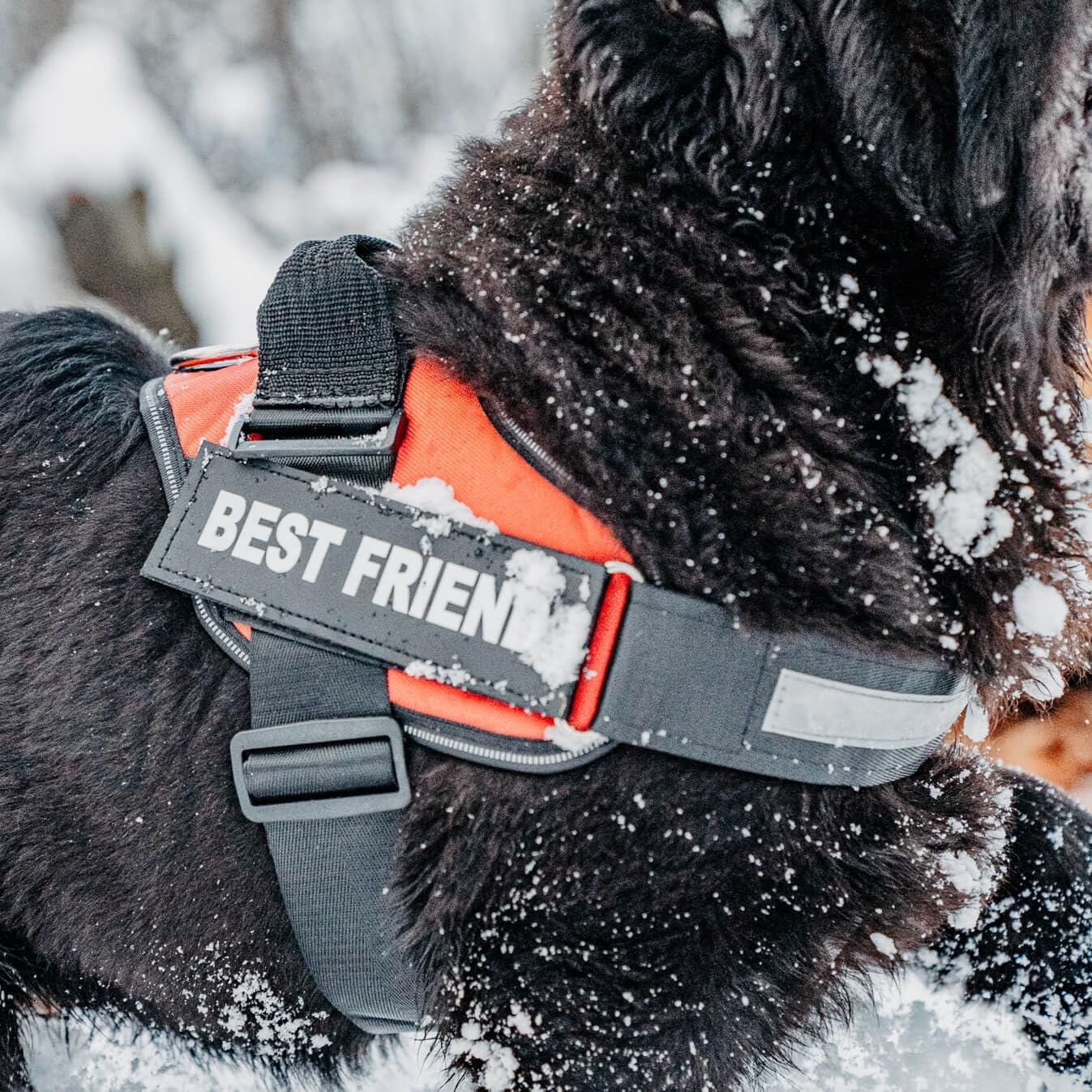 Personalized Dog Harness with Custom Name Patches, Adjustable Reflective No Choke Dog Vest with Handle for Medium Sized Dog, Blue, M - Image 9
