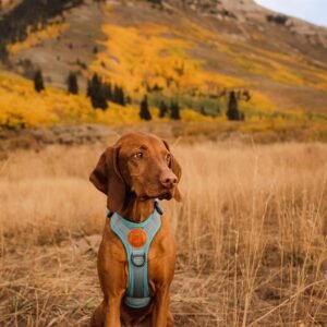 Alternative view of Wilderdog Lightweight Dog Harness with Reflective Straps - Medium - Seafoam